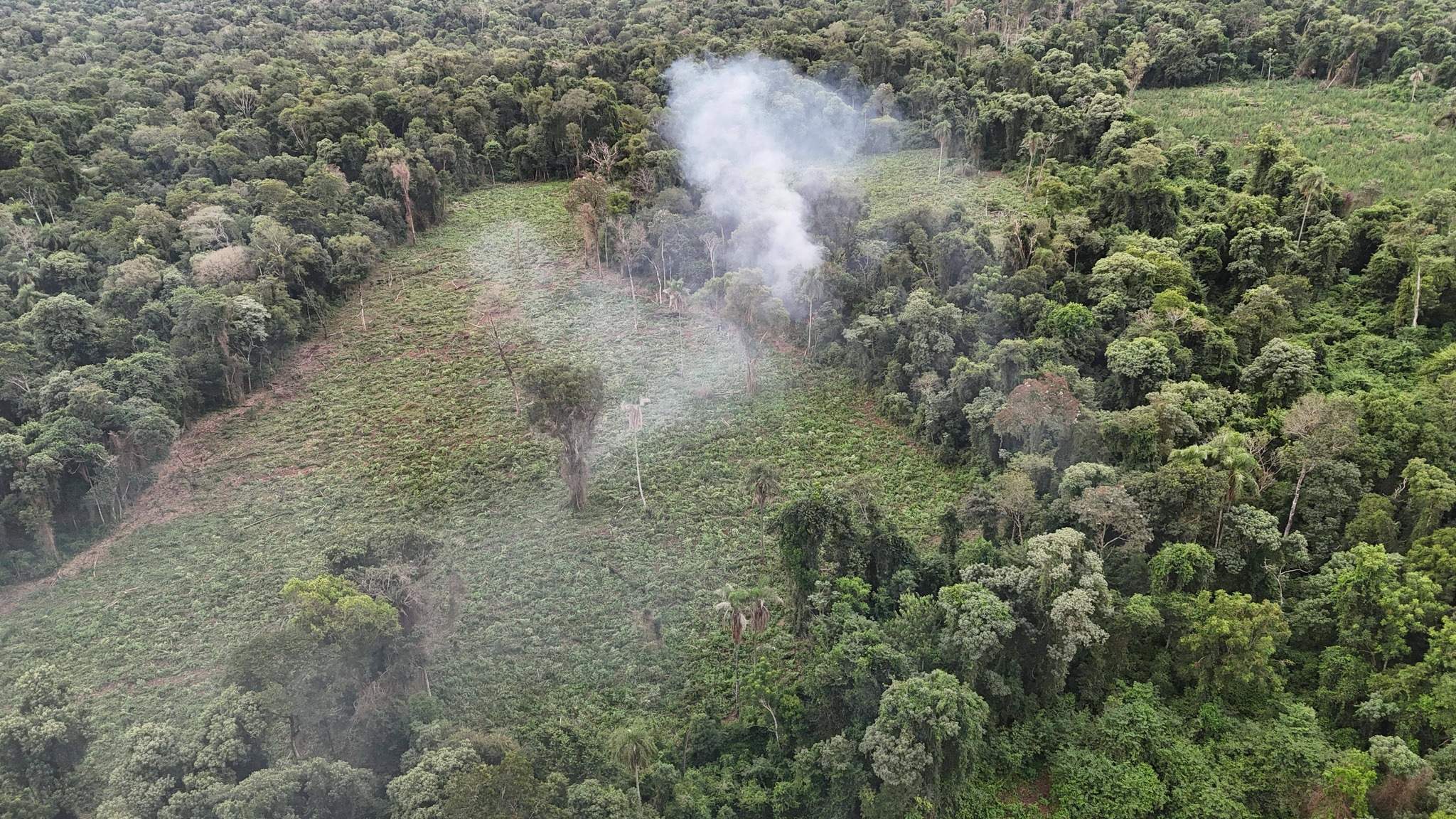 Otra intervención en el mismo establecimiento: vuelven a destruir cultivo de marihuana en Ñacunday Otra intervención en el mismo establecimiento: vuelven a destruir cultivo de marihuana en Ñacunday