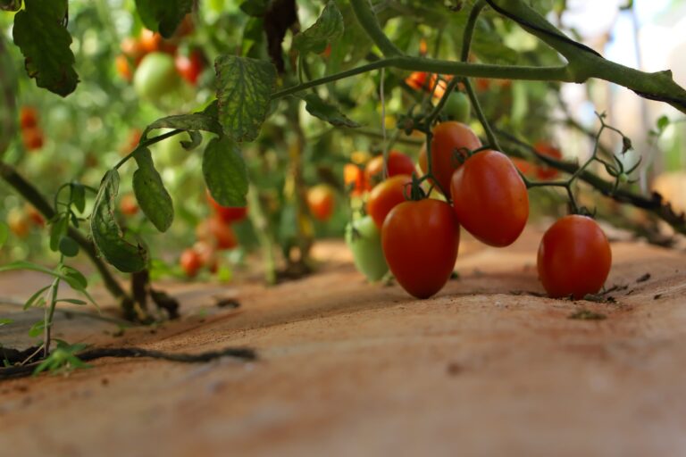 Crisis del tomate: habilitan por una semana la importación Crisis del tomate: habilitan por una semana la importación
