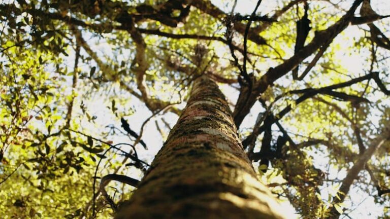 Infona compartirá mañana los resultados del Inventario Forestal Nacional Infona compartirá mañana los resultados del Inventario Forestal Nacional