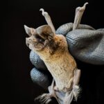 Hallan murciélagos de la especie “habitante de cavernas” en el templo de Yaguarón