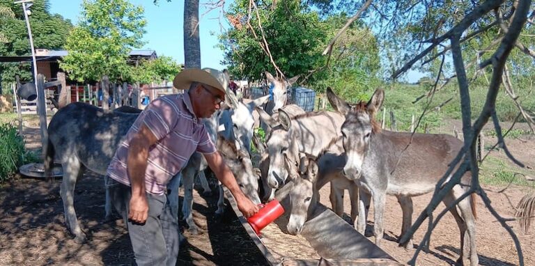 Producción y venta de leche de burra surge como rubro incipiente y novedoso en San Pablo