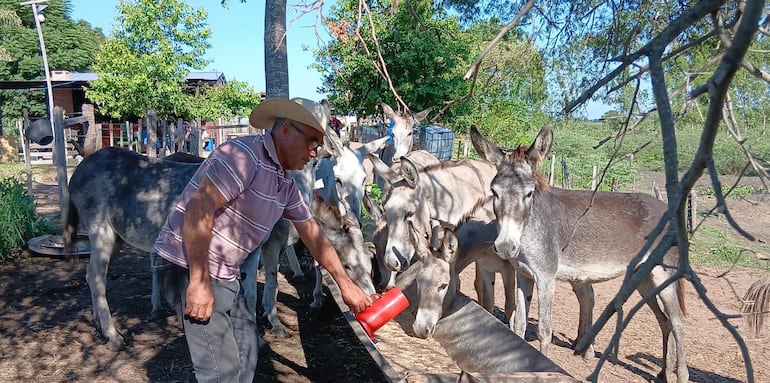 Producción y venta de leche de burra surge como rubro incipiente y novedoso en San Pablo