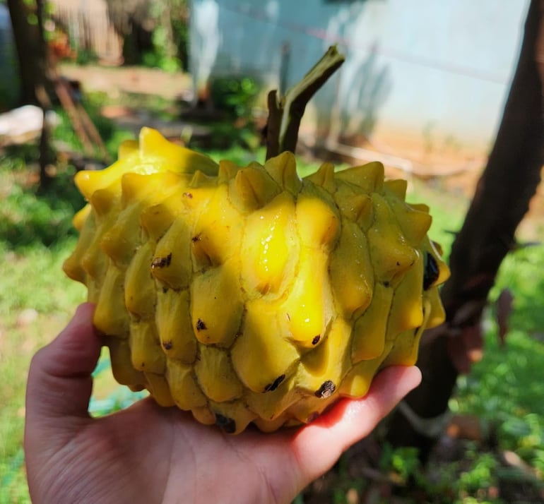 La chirimoya sorprende en Cabañas: una fruta poco común que despierta curiosidad La chirimoya sorprende en Cabañas: una fruta poco común que despierta curiosidad
