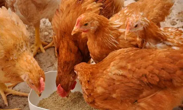 SENACSA PROHÍBE TEMPORALMENTE IMPORTACIÓN DE PRODUCTOS AVÍCOLAS DESDE LA ARGENTINA SENACSA PROHÍBE TEMPORALMENTE IMPORTACIÓN DE PRODUCTOS AVÍCOLAS DESDE LA ARGENTINA